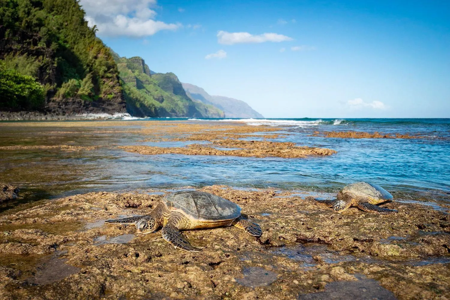 Islander On The Beach 258 Wailua 米国